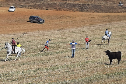 Encierro taurino de campo en Cimanes de la Vega con un novillo y una vaquilla. RAFA CAZÓN