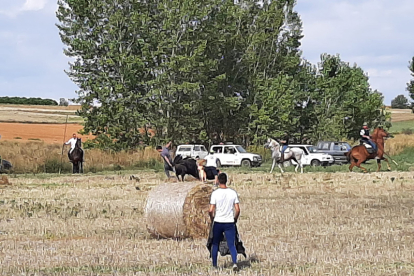 Encierro taurino de campo en Cimanes de la Vega con un novillo y una vaquilla. RAFA CAZÓN