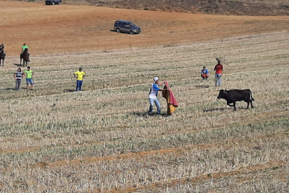 Encierro taurino de campo en Cimanes de la Vega con un novillo y una vaquilla. RAFA CAZÓN