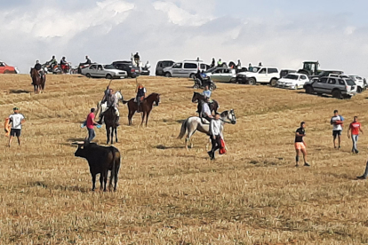 Encierro taurino de campo en Cimanes de la Vega con un novillo y una vaquilla. RAFA CAZÓN