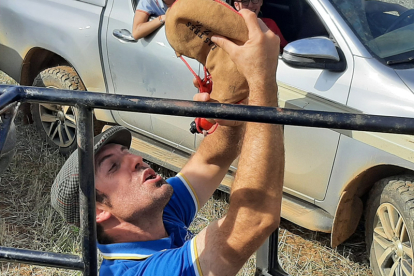 Encierro taurino de campo en Cimanes de la Vega con un novillo y una vaquilla. RAFA CAZÓN