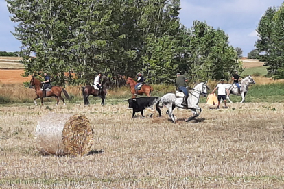 Encierro taurino de campo en Cimanes de la Vega con un novillo y una vaquilla. RAFA CAZÓN