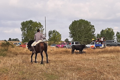 Encierro taurino de campo en Cimanes de la Vega con un novillo y una vaquilla. RAFA CAZÓN