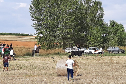 Encierro taurino de campo en Cimanes de la Vega con un novillo y una vaquilla. RAFA CAZÓN