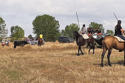 Encierro taurino de campo en Cimanes de la Vega con un novillo y una vaquilla. RAFA CAZÓN