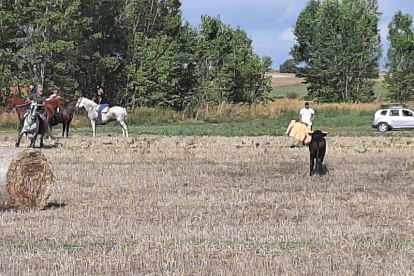 Encierro taurino de campo en Cimanes de la Vega con un novillo y una vaquilla. RAFA CAZÓN