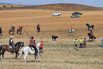 Encierro taurino de campo en Cimanes de la Vega con un novillo y una vaquilla. RAFA CAZÓN