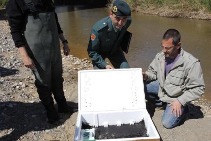 Suelta de angulas en el Llobregat por parte del Seprona tras un decomiso.