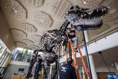 Con más de once metros de largo y casi cuatro y medio de alto, Trinity, el primer esqueleto de tiranosaurio que se subastará en Europa. MICHAEL BUHOLZER