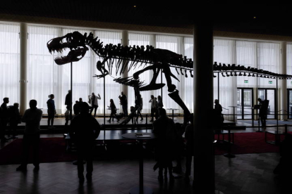 Con más de once metros de largo y casi cuatro y medio de alto, Trinity, el primer esqueleto de tiranosaurio que se subastará en Europa. MICHAEL BUHOLZER