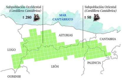 Hábitat del oso pardo en la Cordillera Cantábrica según los últimos censos de la Fundación Oso Pardo. FUNDACIÓN OSO PARDO