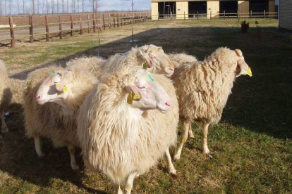 Ejemplares de oveja assaf en la finca de San Pedro Bercianos