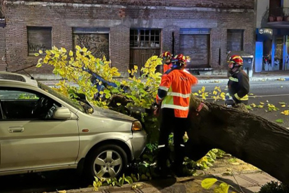 El árbol provocó daños a un vehículo. BOMBEROS DE LEÓN