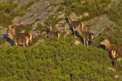 Grupo de ciervos en la zona de Picos de Europa. LA JURBIAL