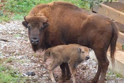 Una de las crías de bisonte lowland nacidas en el parque de Cantabria, con su madre. GOBIERNO DE CANTABRIA
