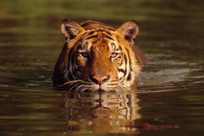 Un tigre de bengala, en un lago de Tailandia.