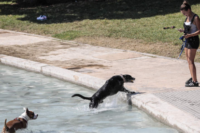 Una mujer hace una fotografía a sus perros mientras se bañan en una fuente del Jardín del Turia. ANA ESCOBAR
