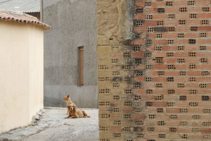 Unos perros al sol en una calle vacía de un pueblo de León. JESÚS F. SALVADORES