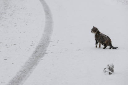 Un gato sobre la carretera de un calle de Roncesvalles. JESÚS DIGES