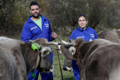 David García Mallo y Aída Rodrigo García con sus vacas Parda de Montaña en Murias. FERNANDO OTERO