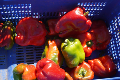 Feria del pimiento de Fresno de la Vega. J. NOTARIO