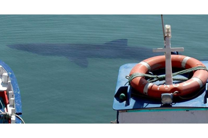 Un ejemplar de tiburón tipo ‘calderón’, hace unos años en el puerto de Gijón. JUAN GONZÁLEZ