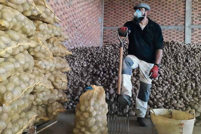 Javier cultiva en Sopeña de Carneros donde también tiene situado el almacén en el que guarda y envasa su producción de patatas. DL