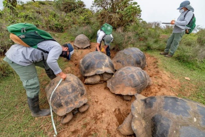 Los científicos ficharon a las tortugas durante el mes de enero. JOSHUA VELA FONSECA
