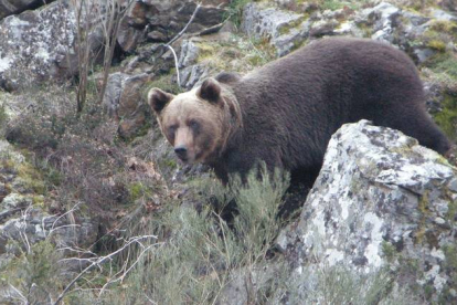 Un oso fotografiado en la provincia de León