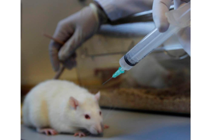 Un ratón de laboratorio en un centro de investigación. jesús f. salvadores