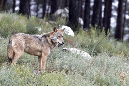 La sentencia estima que permitir reanudar la caza del lobo supondría un daño «irreversible e irreparable». MIRIAM A. MONTESINOS