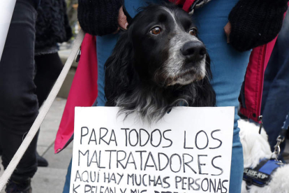 Un perro en una protesta contra el maltrato animal.