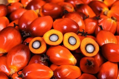 Frutos de la palma aceitera africana o 'Elaeis guineensis', de los que se extra el aceite de palma. Las mayores plantaciones se encuentran en el Sudeste asiático.