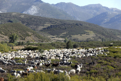Un rebaño de ovejas y cabras en la montaña leonesa. MARCIANO PÉREZ