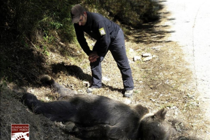 El cadáver del oso pardo localizado en la entrada de la reserva de Muniellos, en Asturias.