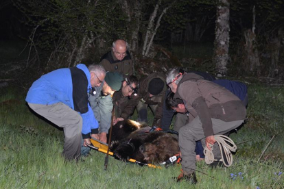 Un momento durante el rescate del oso herido.