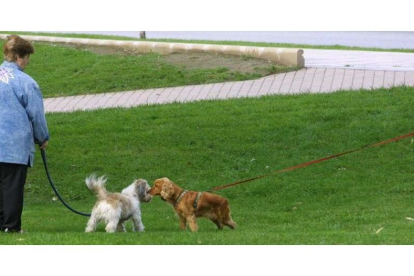 Perros en una zona de recreo en un parque urbano.