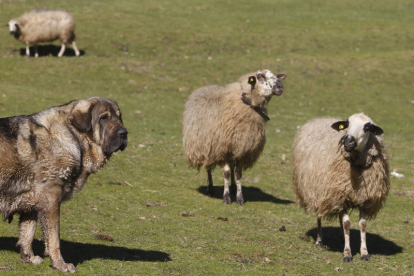 Un mastín vigila las ovejas de su rebaño en un prado de Babia. JESÚS F. SALVADORES