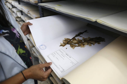 El herbario acoge casi 150.000 especímenes en condiciones adecuadas de humedad y temperatura, para su conservación y el control de plagas. FERNANDO OTERO