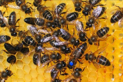 Abejas de una explotación de apicultura. DL