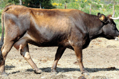 La Mantequera Leonesa se cría fundamentalmente para la producción de carne de alta calidad. DL