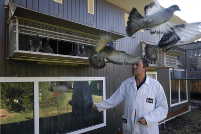 Miguel Ángel Casado suelta sus palomas mensajeras a volar como parte de su entrenamiento diario para fortalecer sus instintos. JESÚS F. SALVADORES