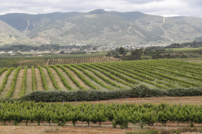 Finca Robledo de Ribas del Cúa es un viñedo en una pieza de algo más de 40 hectáreas. L.DE LA MATA