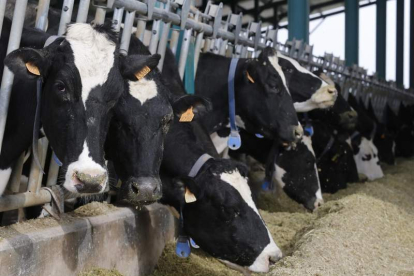 Los costes de explotación suben de nuevo para las granjas de vacuno de leche. RAMIRO