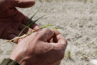Un agricultor muestra los efectos de la sequía sobre su cultivo. MORELL