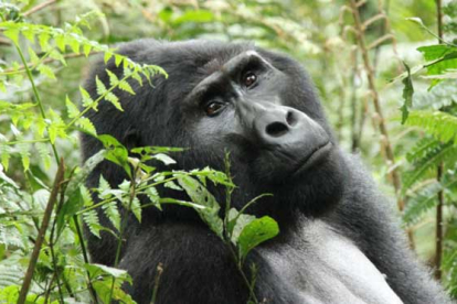 Lenta recuperación de los gorilas de montaña en Uganda. En la foto, Bahati, el espalda plateada, en el bosque Impenetrable de Bwindi.
