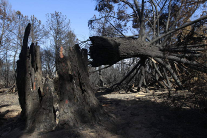 El incendio calcinó en agosto cerca de doce mil hectáreas de trece pueblos del Teleno.