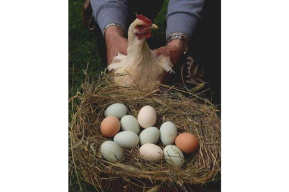 La gallina posa junto a una cesta de huevos, en la que se distinguen los de color azul.