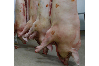 Canales de cerdos en una sala de un matadero. archivo