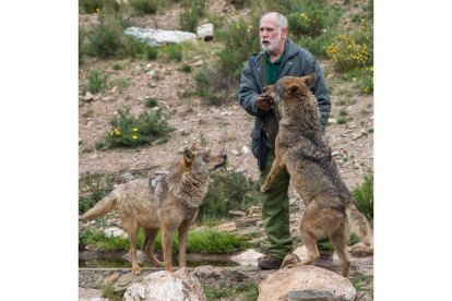 El biólogo Carlos Sanz, junto a algunos de los lobos del centro sanabrés. EDUARDO MARGARETO